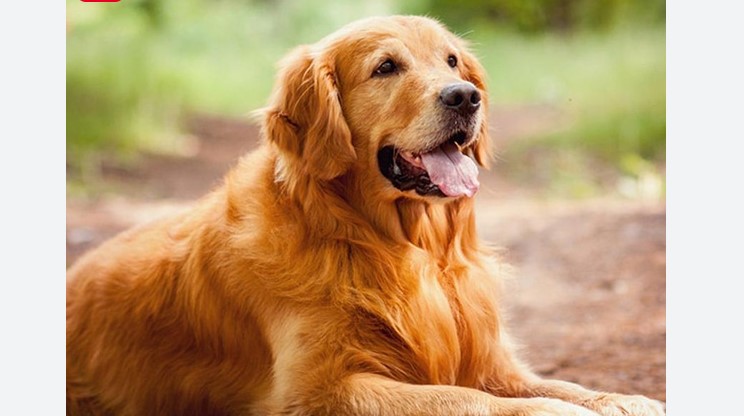 Chó Golden Retriever có nguồn gốc từ Scotland