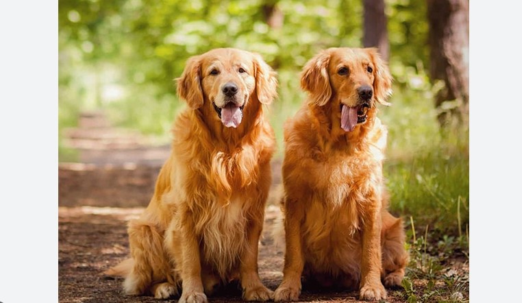 Nuôi Chó Golden Retriever - Người Bạn Đồng Hành Tuyệt Vời