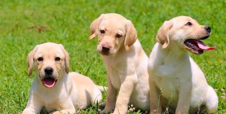 Labrador được mệnh danh là "giống chó thân thiện nhất thế giới"