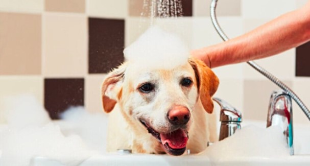 Vệ sinh, tắm rửa cho Chó Labrador
