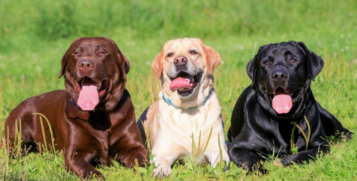 Chó Labrador: Người Bạn Lông Xù Tuyệt Vời Dành Cho Gia Đình