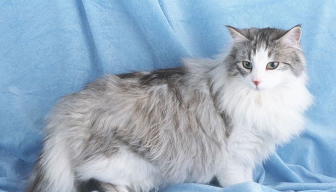 Mèo Anh Lông Dài: Giống Mèo Quý Tộc Dễ Thương Nhất Thế Giới