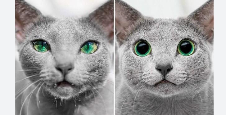 Điểm nhấn đôi mắt xanh của Mèo Nga Mắt Xanh