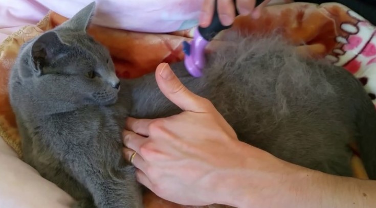 Chăm sóc lông và vệ sinh cơ thể cho Mèo Nga Mắt Xanh