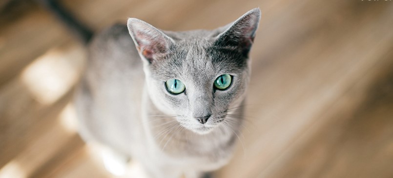 6 điều thú vị về Mèo Nga Mắt Xanh