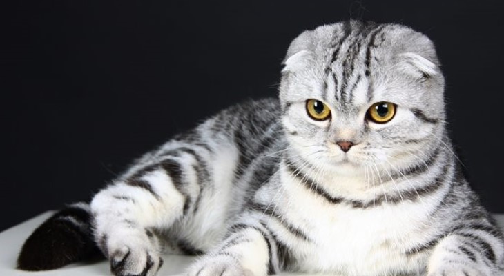 Mèo Tai Cụp Scottish: Mọi Điều Bạn Cần Biết Về Mèo Scottish