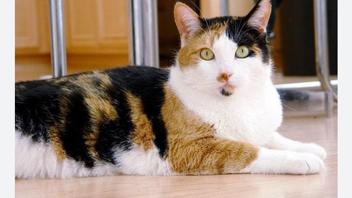 Mèo tam thể: Giải mã bí ẩn bộ lông 3 màu độc đáo, cách chăm sóc