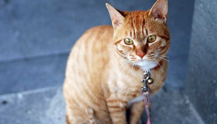 Mèo Vàng: Khám phá Vẻ Đẹp, Nguồn Gốc, Cách Chăm Sóc