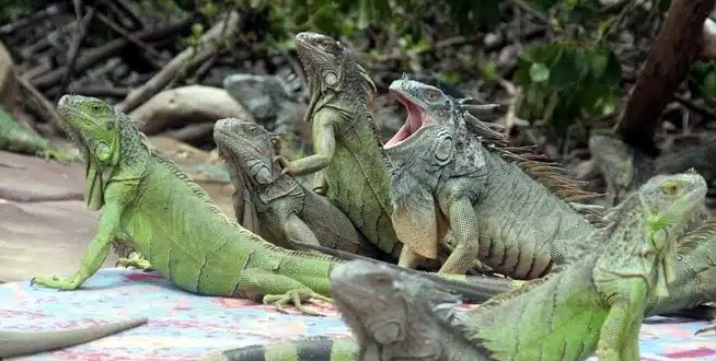 Rồng đất, hay còn gọi là kỳ tôm, kỳ đà Nam Mỹ (Iguana iguana)