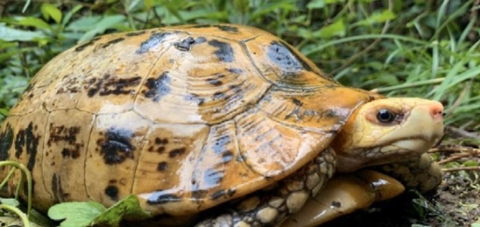 Rùa Núi Vàng: Loài Rùa Cảnh Đẹp Tuyệt Vời Đang Nguy Cấp