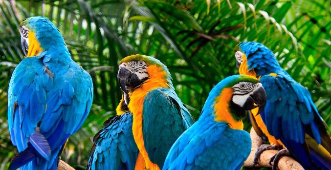 Vẹt macaw