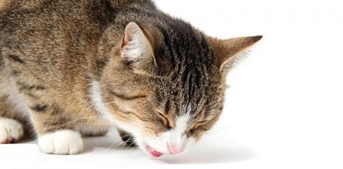 Mèo Bị Hóc Xương Gà: Cách Xử Lý An Toàn Tại Nhà