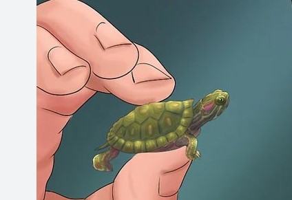 Hướng dẫn xử lý sau khi rùa bị rơi