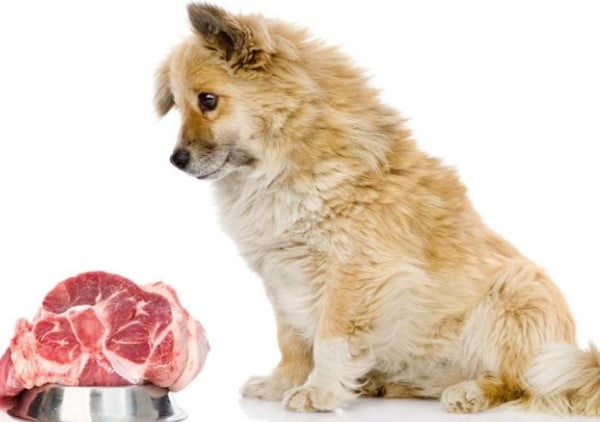 Chó ăn thịt sống có được không?
