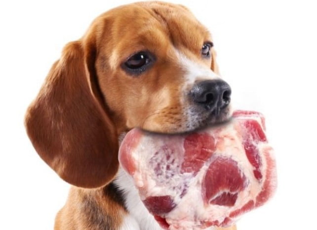 Chế độ ăn thịt sống phù hợp với những loại chó nào?