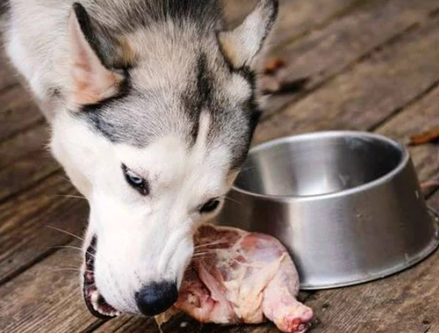 Chó ăn thịt sống được không? Lợi ích và nguy cơ tiềm ẩn cần biết