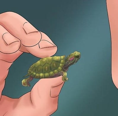 Nhận biết bệnh tật ở rùa cảnh bằng màu sắc của phân