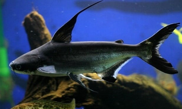 Cá mập nước ngọt ăn gì?