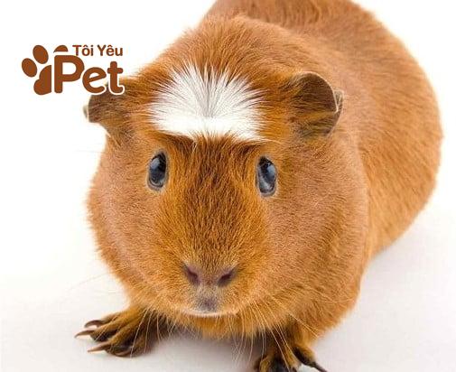 Bọ Ú Crested (Crested Guinea Pig)