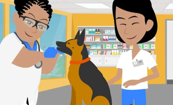 Khi nào cần đưa chó đến bác sĩ thú y?