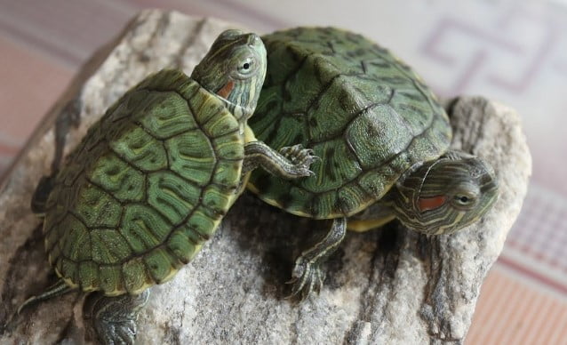 Dấu hiệu rùa chết - Nhận biết sớm để cứu bé rùa kịp thời