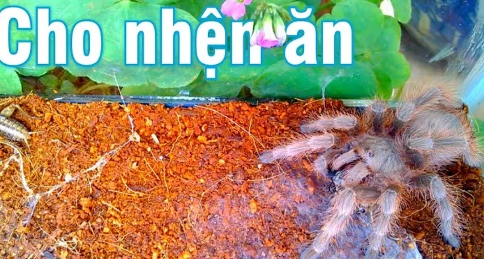 Nhện Tarantula ăn gì? Bật mí chế độ ăn độc đáo của Tarantula