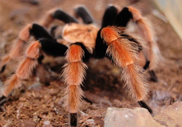 Những điều thú vị về chế độ ăn của nhện Tarantula