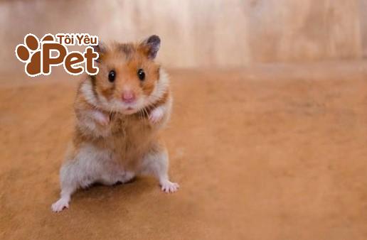 Cục u ở Hamster là gì?