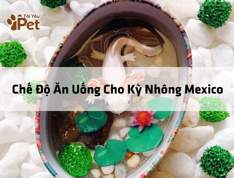 Bảng Quản Lý Chế Độ Ăn Uống Cho Kỳ Nhông Mexico