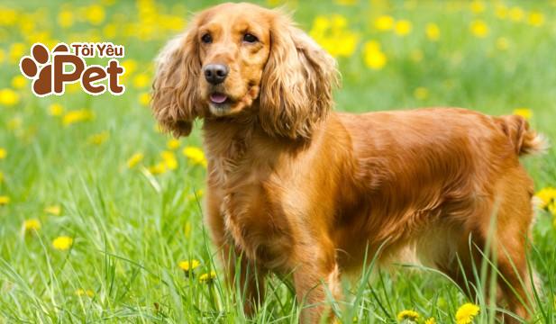 Cocker Spaniel