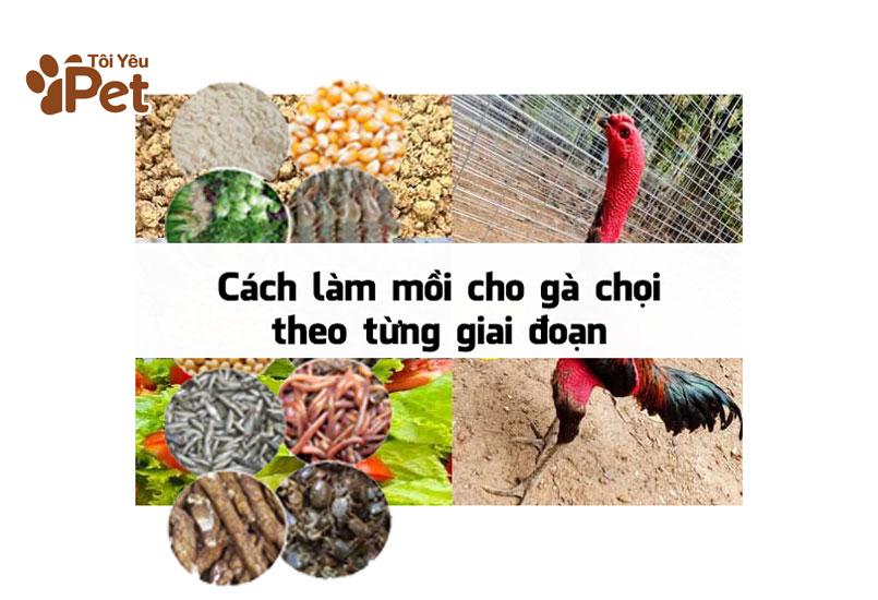 Cách làm mồi cho gà chọi theo từng giai đoạn